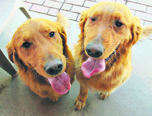 Pets available for adoption